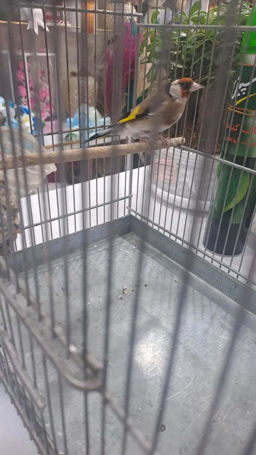 سهره جوجه قفس|پرنده|اسدآباد, |دیوار