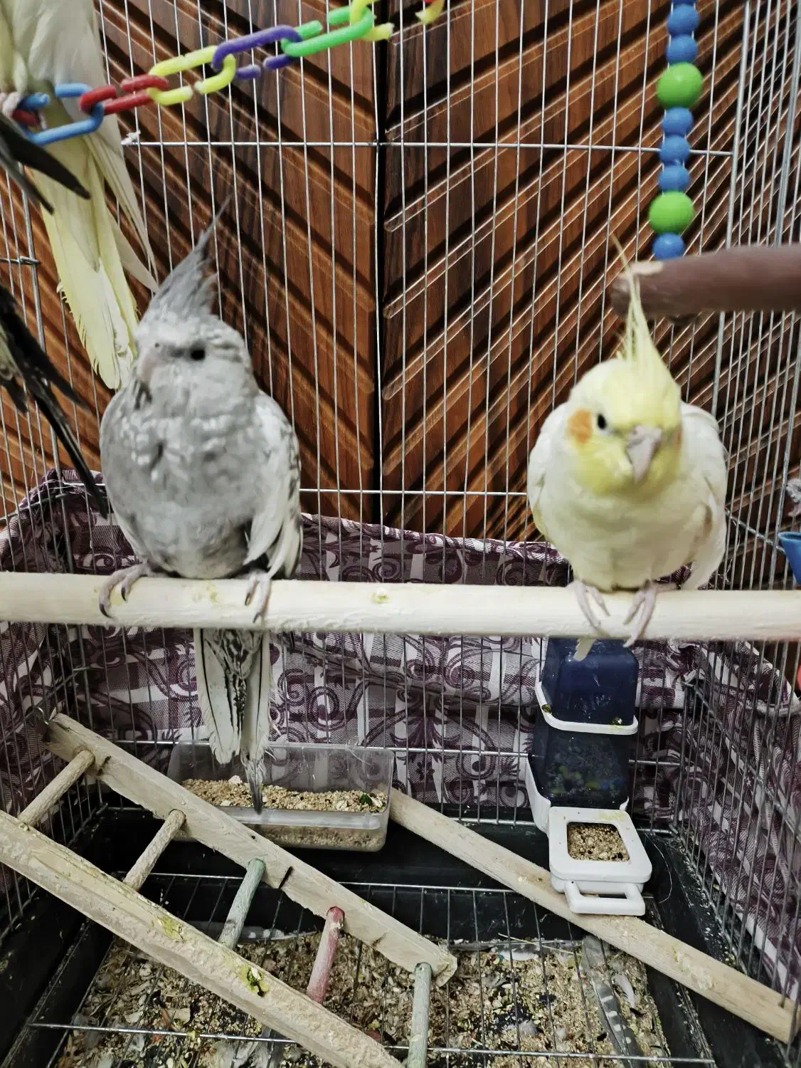 عروس هلندی|پرنده|اراک, |دیوار