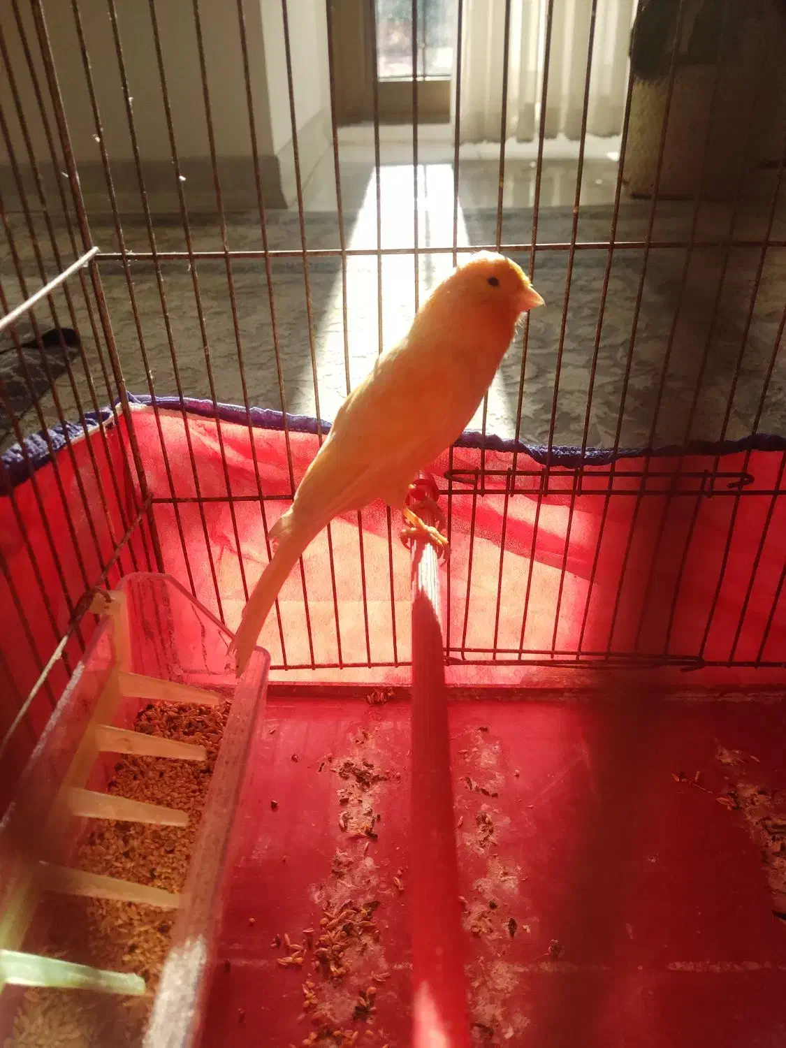 قناری کشیده بلند|پرنده|همدان, |دیوار