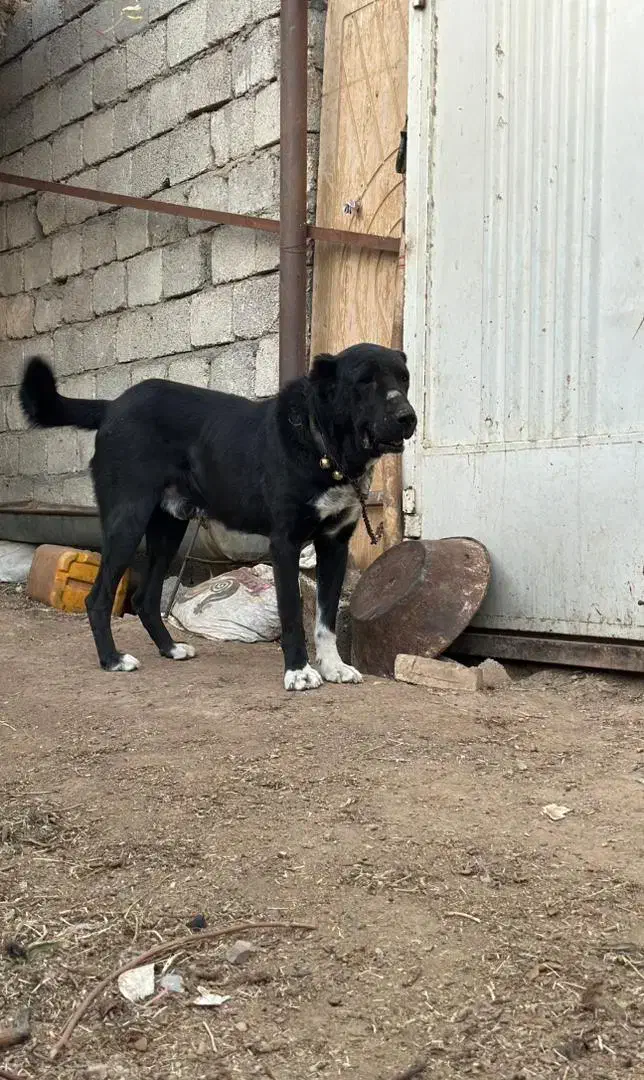 واگذاری|سگ|سامان, |دیوار