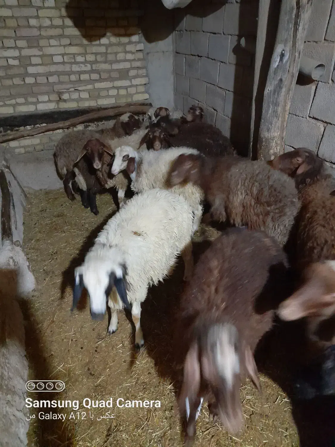 ۱۴راس کاورنرجفتی۳۰میلیون|حیوانات مزرعه|بلبان آباد, |دیوار