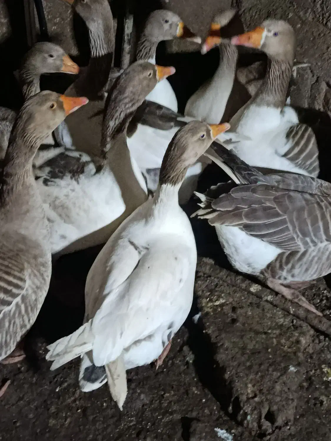 غاز|حیوانات مزرعه|اهواز, اسماعیلیه|دیوار