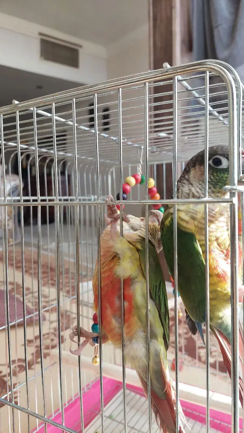 یه جفت طوطی گرینچیک|پرنده|اصفهان, قائمیه|دیوار