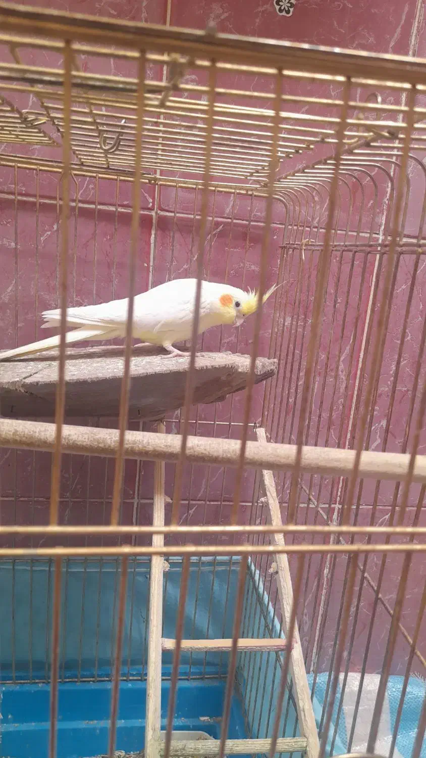 دوعدد عروس هلندی  نر معاوضه با ماده|پرنده|خوسف, |دیوار