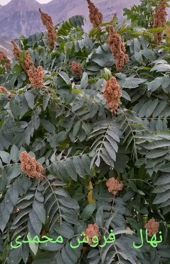 فروش نهال سماق وگردو ضمانتی سردشت|خدمات باغبانی و درختکاری|سردشت, |دیوار