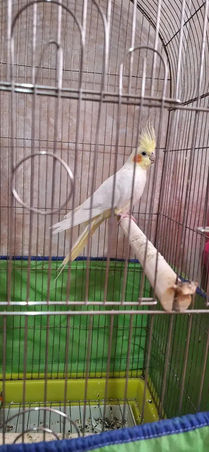 عروس هلندی|پرنده|بهار, |دیوار