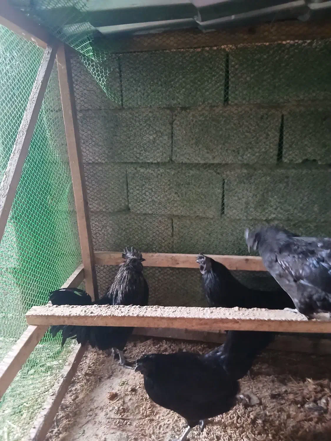 فروش مرغ و خروس ایام سمانی|حیوانات مزرعه|دالخانی, |دیوار