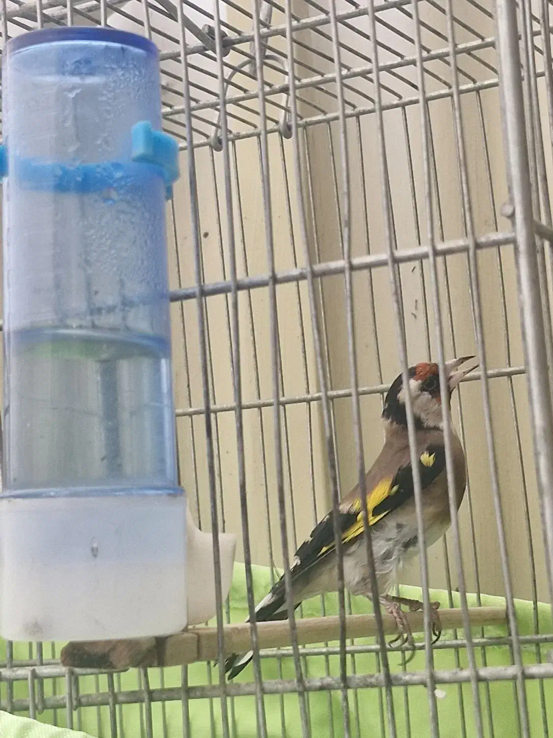 سره|پرنده|تهران, خاک سفید|دیوار