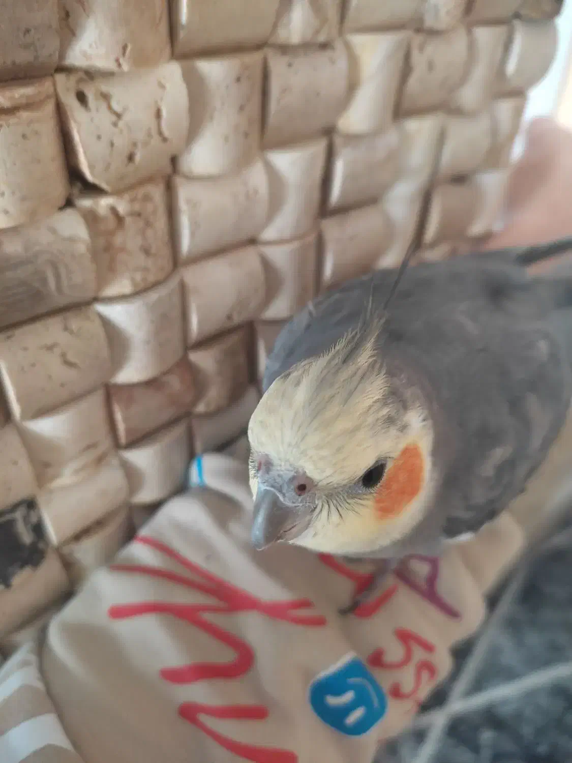 عروس هلندی گمشده|حیوانات|همدان, |دیوار