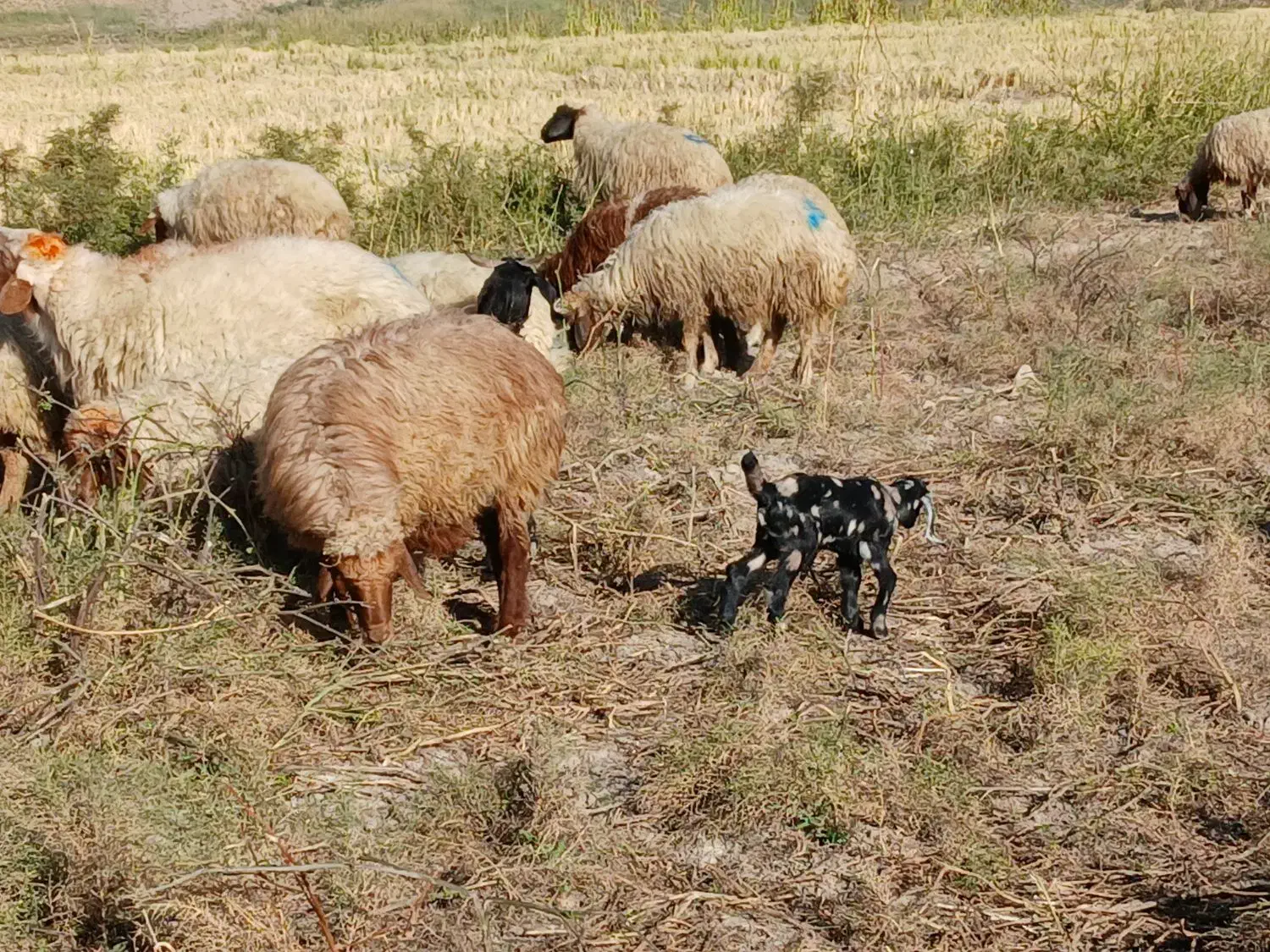 بز و بزغاله|حیوانات مزرعه|چوار, |دیوار