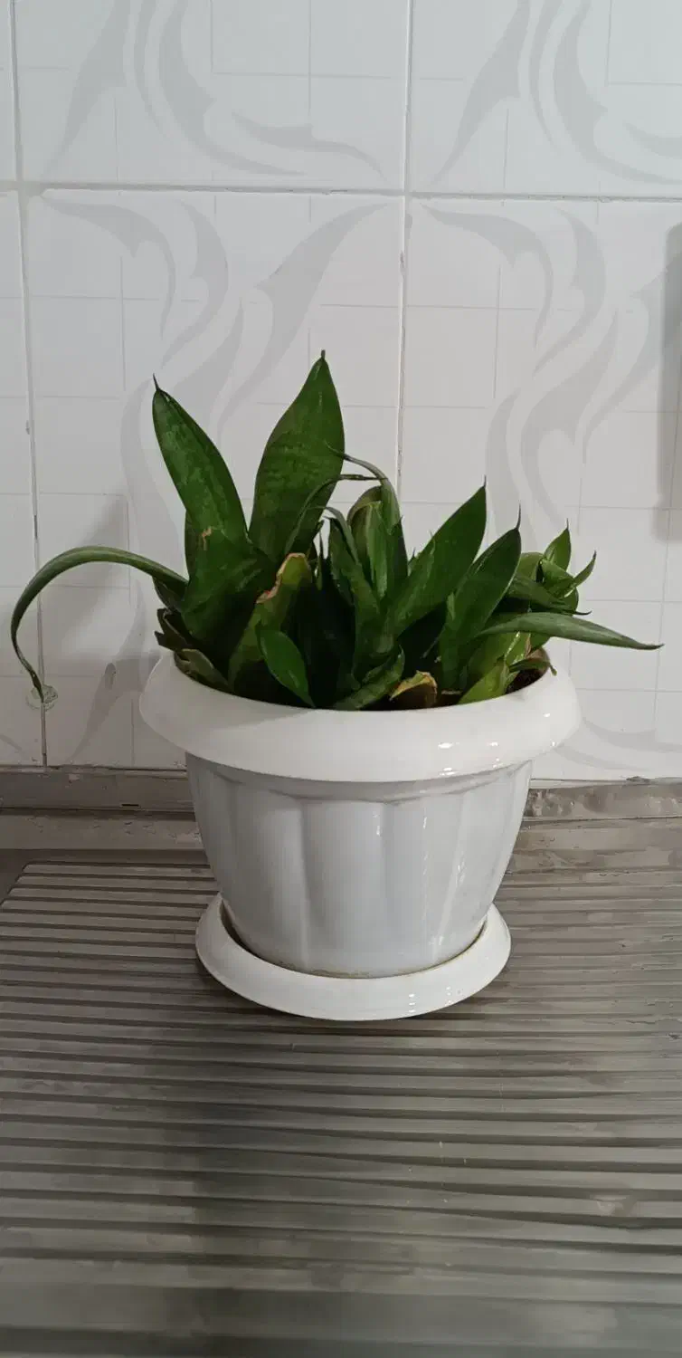 گل سانسوریا پاکوتاه شاداب و زیبا|گل و گیاه طبیعی|بوکان, |دیوار