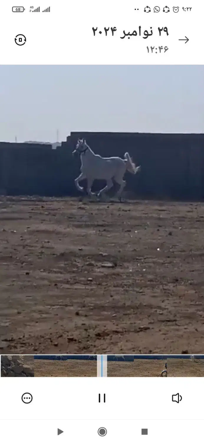 اسب مادیون|اسب و تجهیزات اسبسواری|بندر گناوه, |دیوار