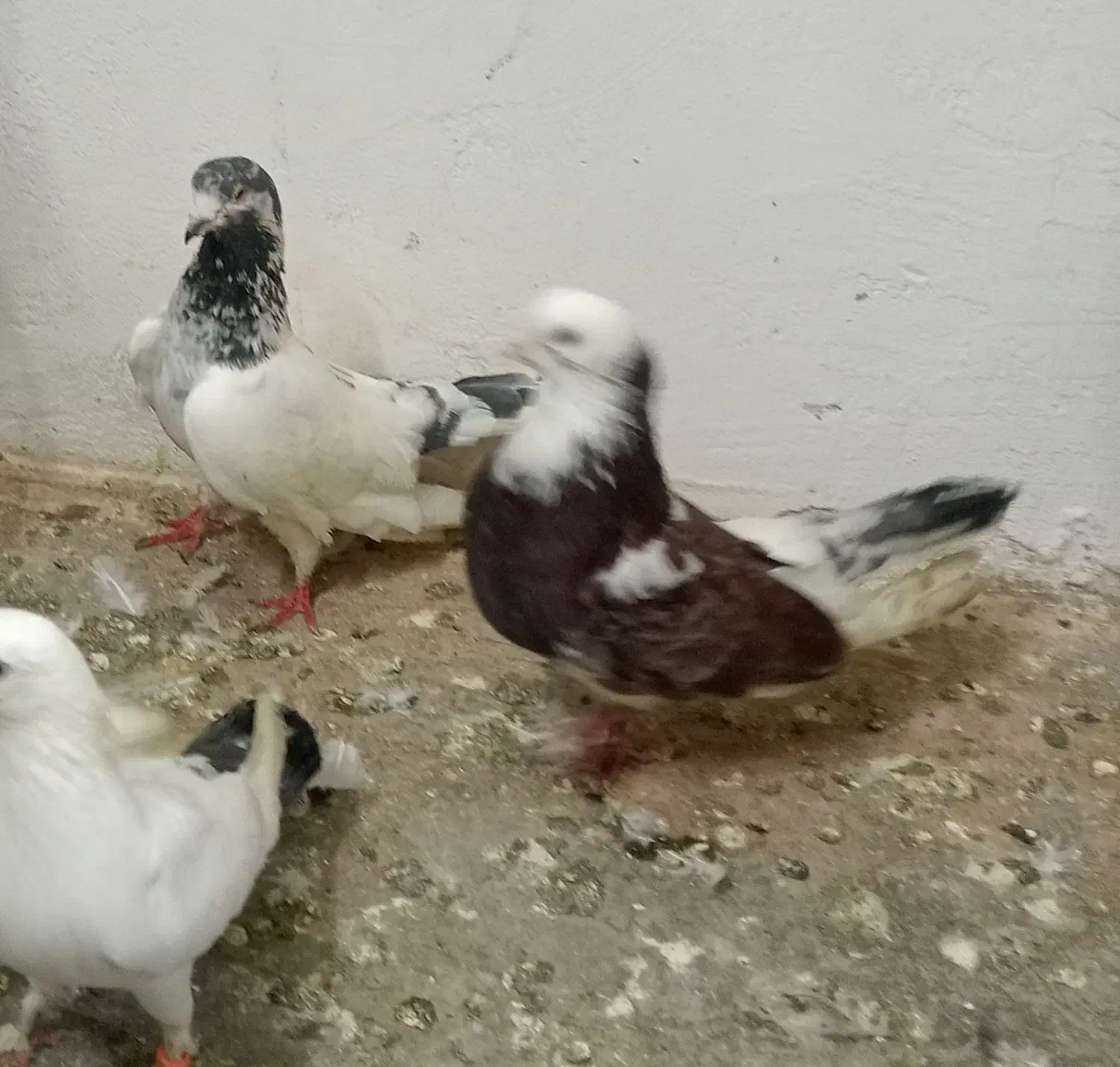 نر کله مهر و نر سرور|پرنده|آمل, |دیوار