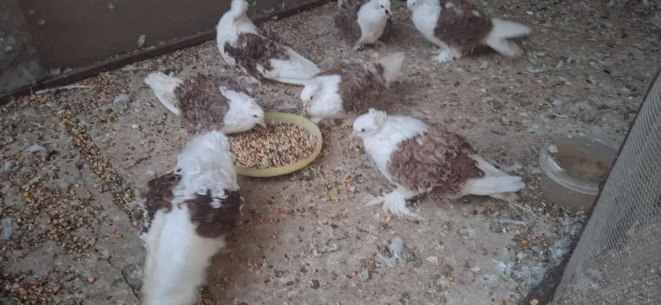 کبوتر جکسون123|پرنده|شیراز, تندگویان|دیوار