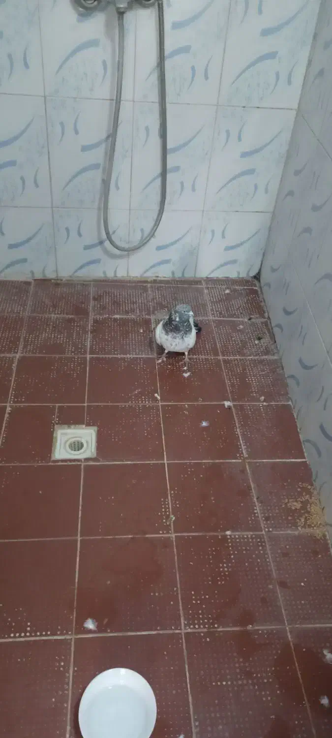 فروش|پرنده|کبودرآهنگ, |دیوار