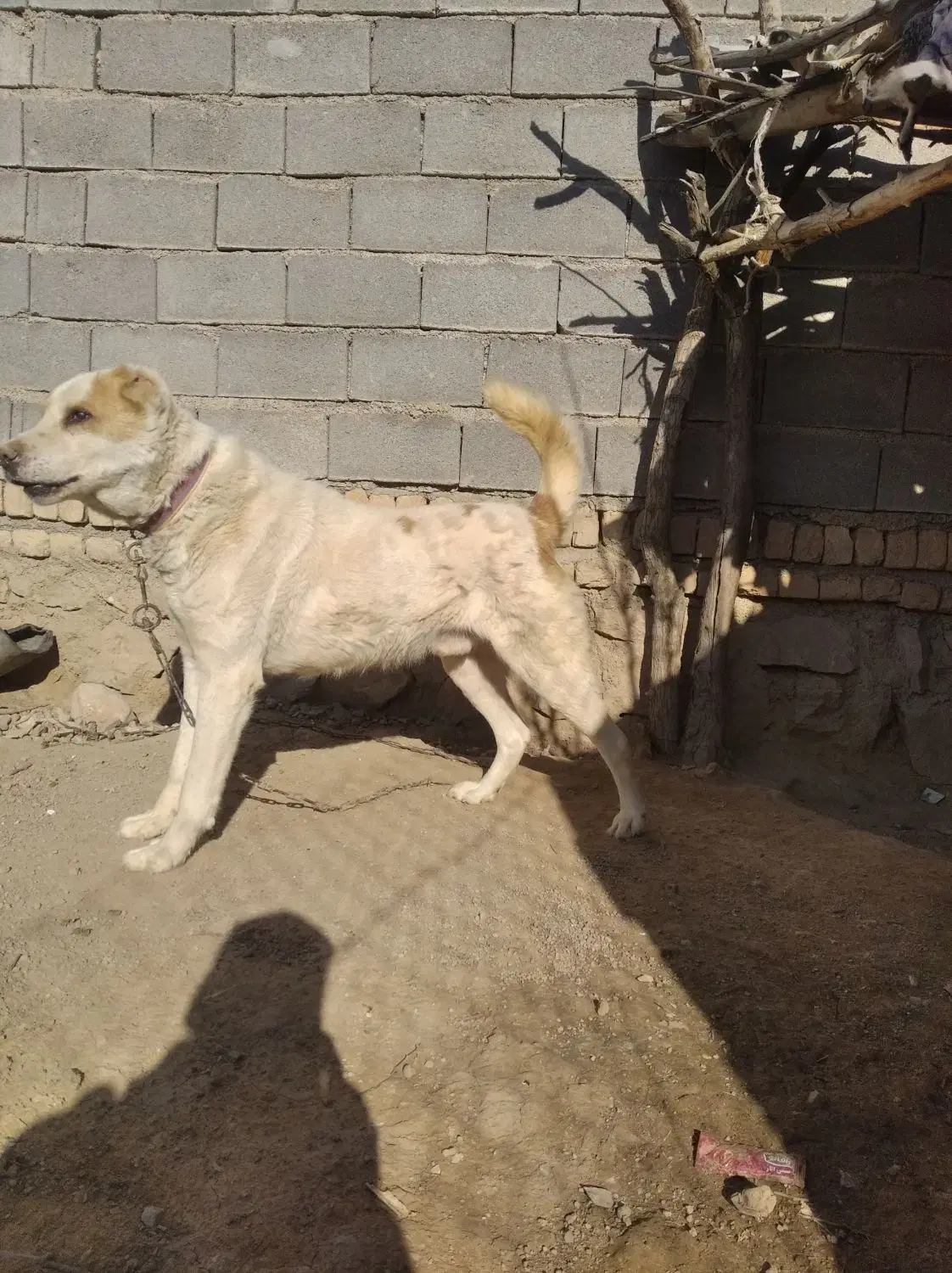 سگ گوسفندی|سگ|شیروان (خراسان), |دیوار