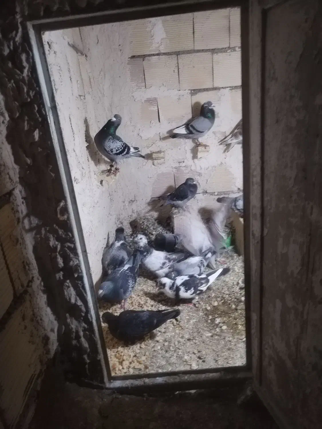 کفتر پرشی|پرنده|چناران, |دیوار