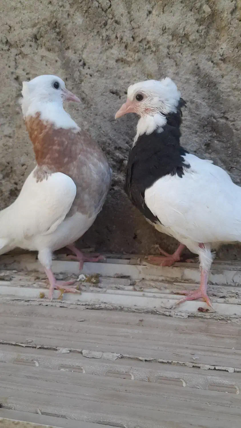 جوجه طوقی|پرنده|ساوه, |دیوار