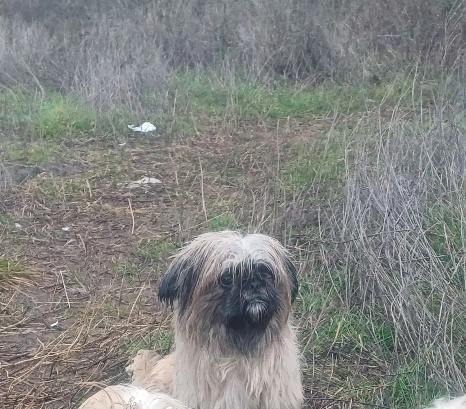 واگذاری|سگ|بندر انزلی, معلم|دیوار