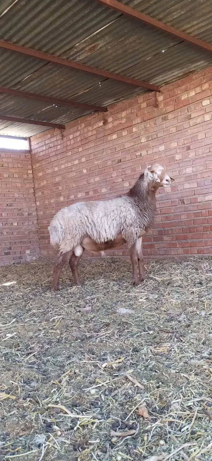 بره نر چینی اصیل قندوزی درشت و سالم|حیوانات مزرعه|کرمان, |دیوار