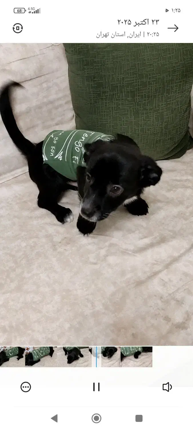 سگ  اشپیتز|سگ|محمدشهر, محمدشهر|دیوار