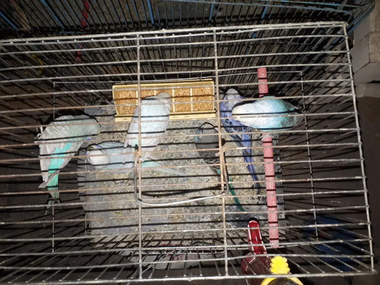 مرغ عشق فروشی زیر قیمت مغازه|پرنده|قم, دانش|دیوار