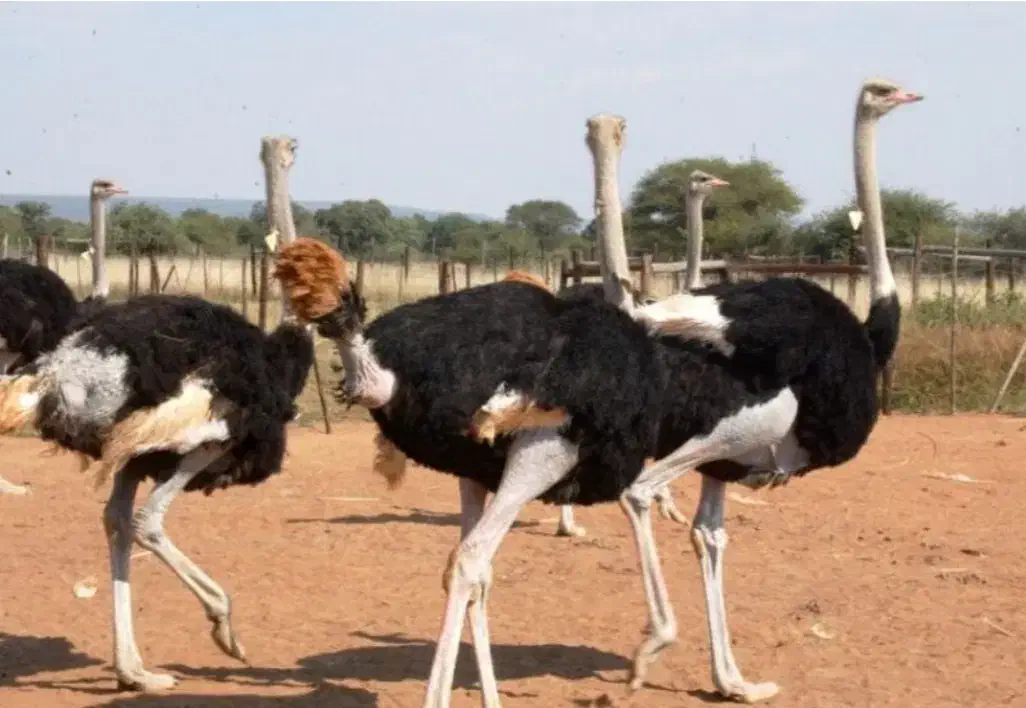 شترمرغ از۱۷روزه تایک ماه کارخانه کویران جوجه|حیوانات مزرعه|مشهد, شهرک صنعتی مشهد|دیوار
