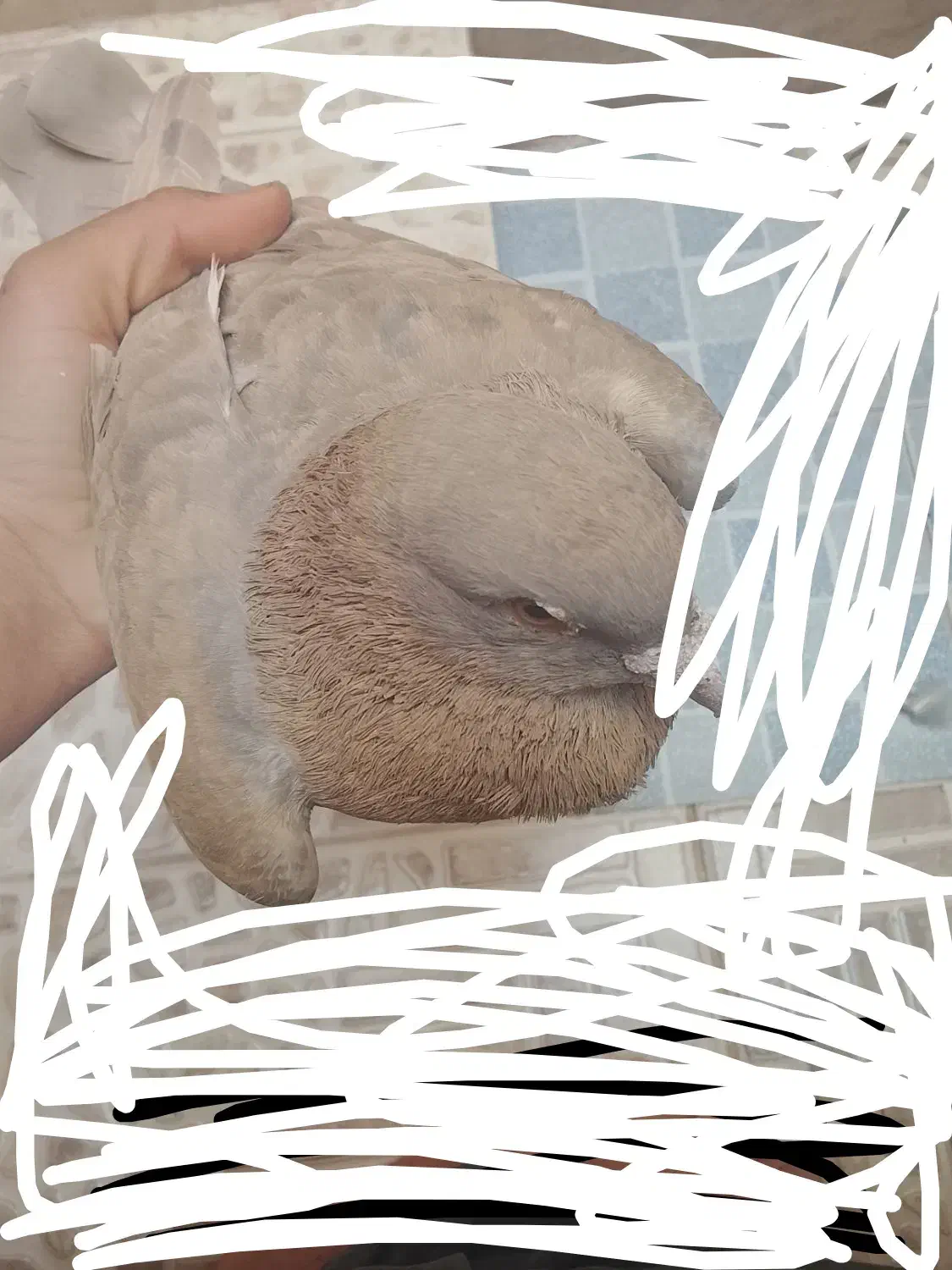 کفتر|پرنده|آباده, |دیوار