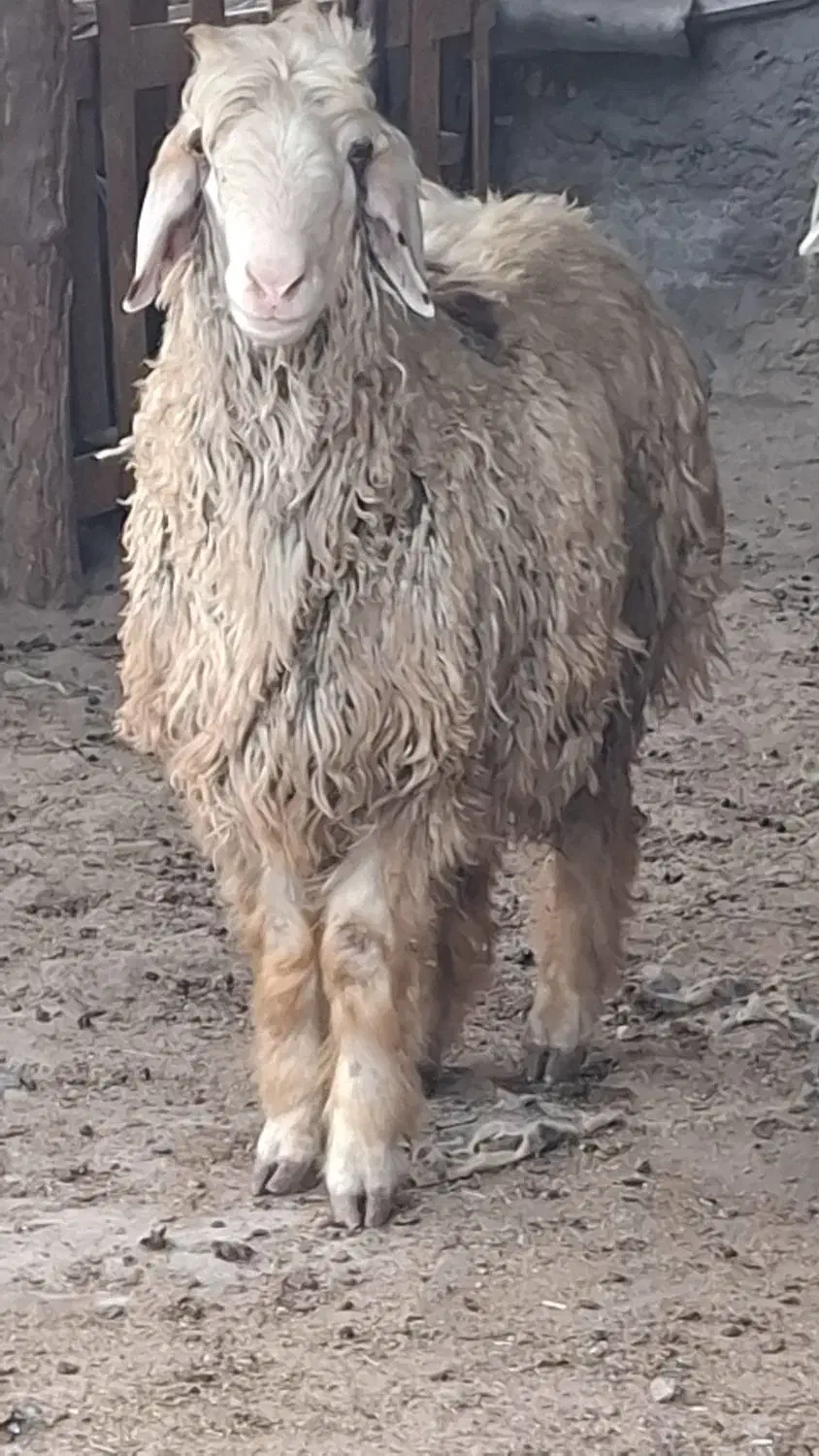 بره قوچی درجه یک|حیوانات مزرعه|شیراز, شریف‌آباد|دیوار