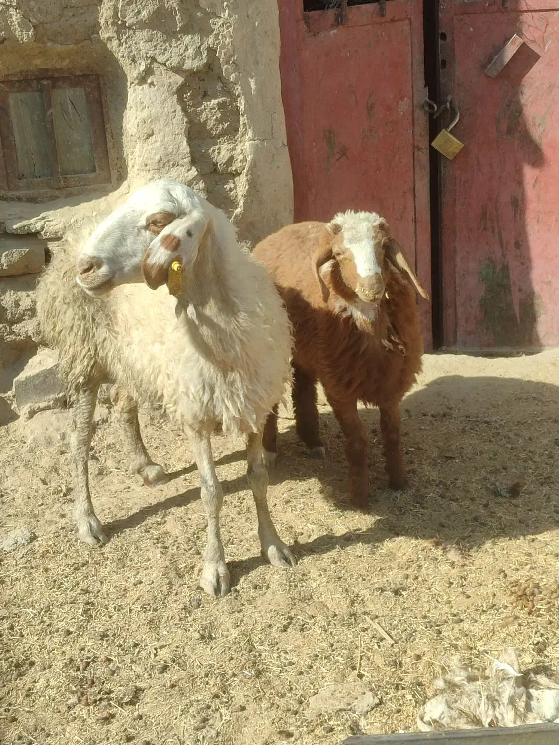 میش وبره ماده اش|حیوانات مزرعه|زاهدان, |دیوار