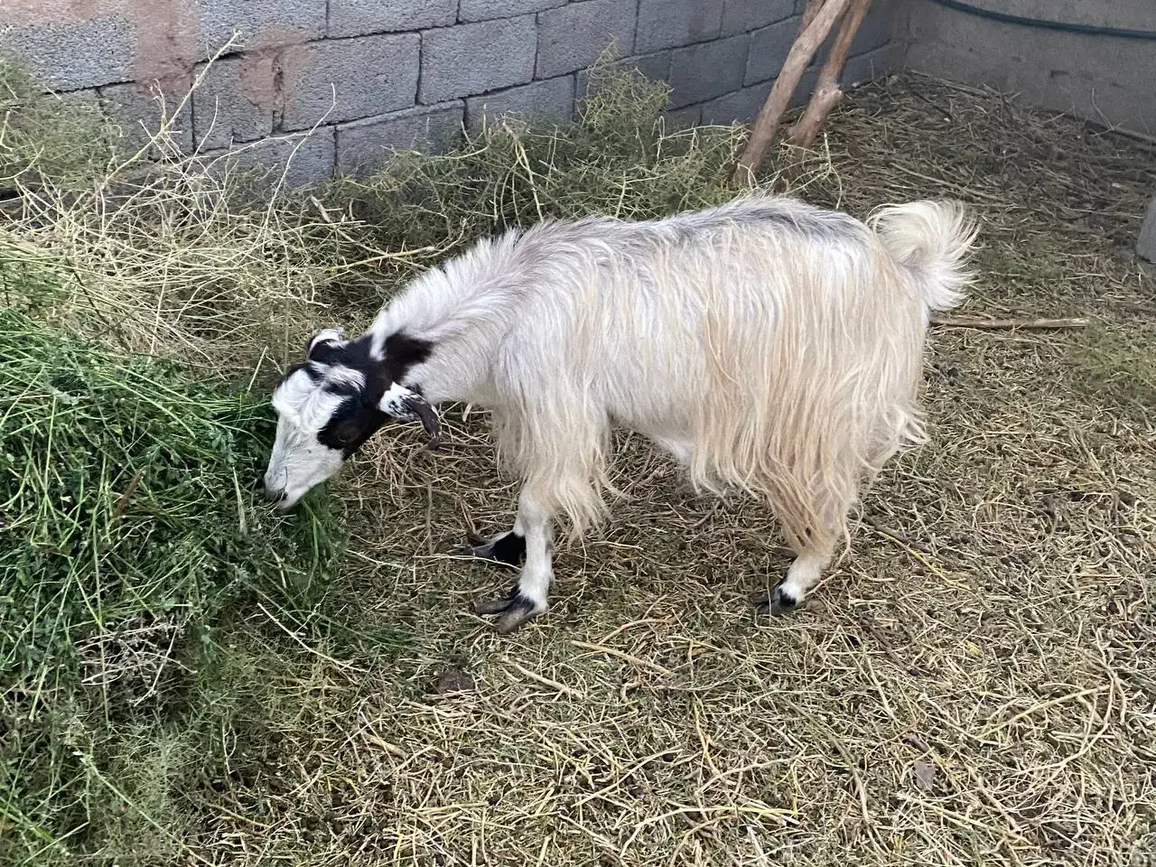 فروش چند راس بز دورگه|حیوانات مزرعه|کرمان, |دیوار