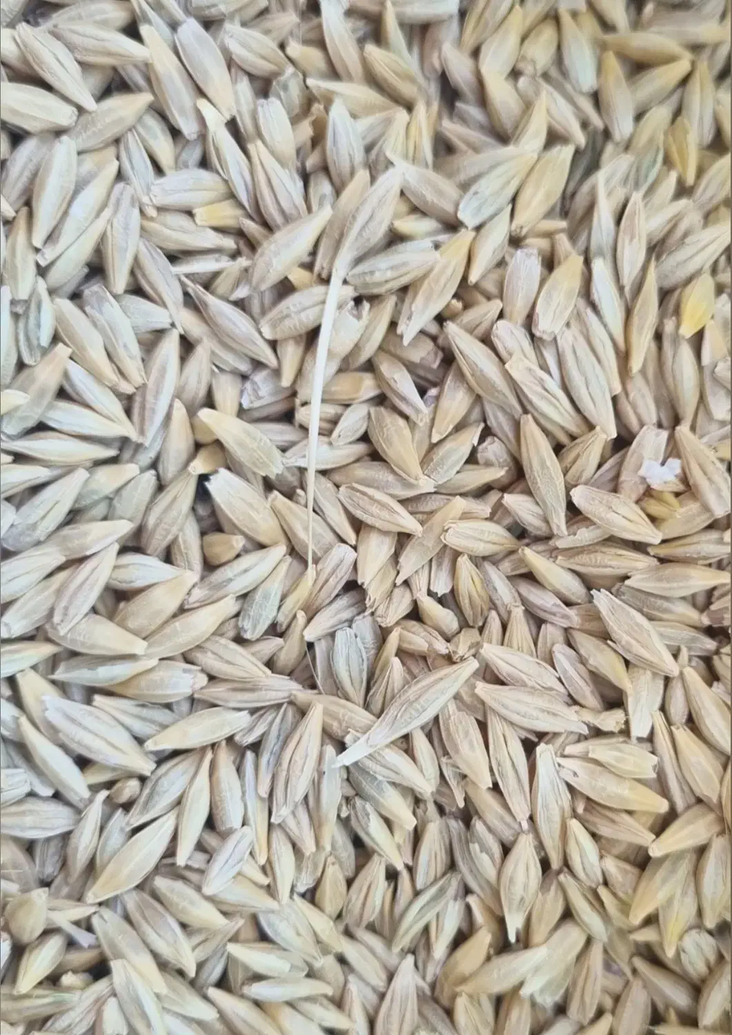 جو محلی و بذر یونجه|عمده‌فروشی|شیراز, دروازه قران|دیوار