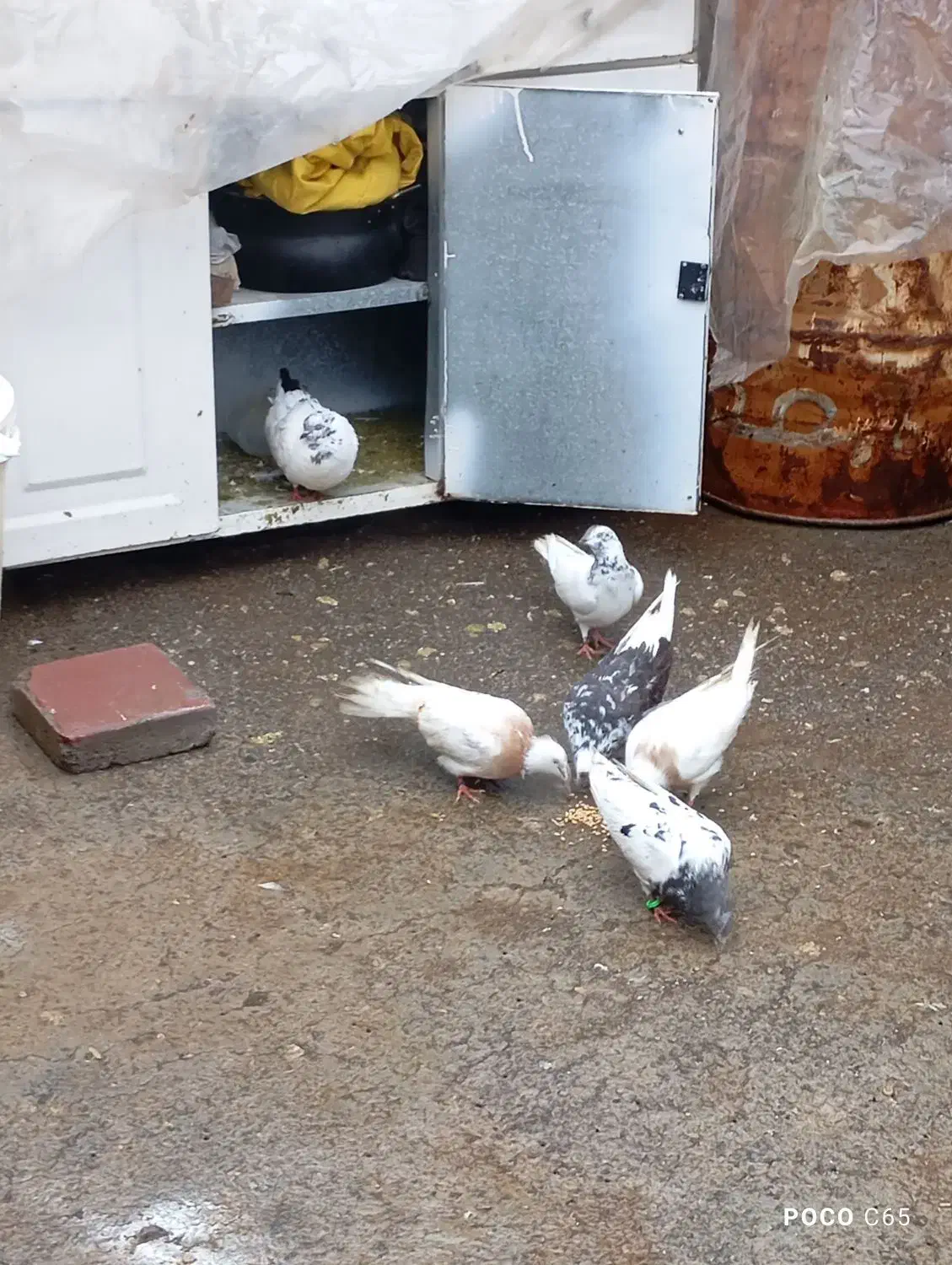 کبوتر|پرنده|مریوان, |دیوار