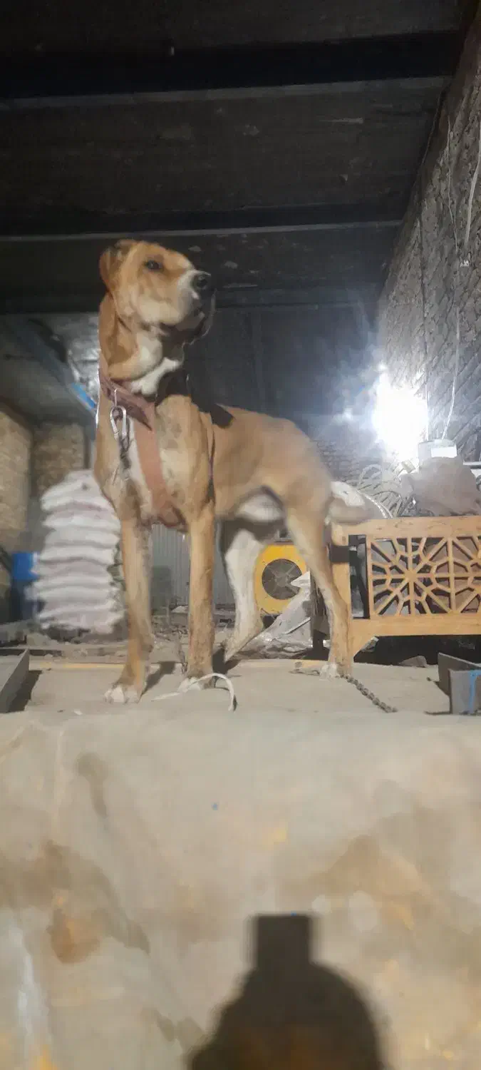 واگذاری سگ|سگ|مشهد, امیریه|دیوار