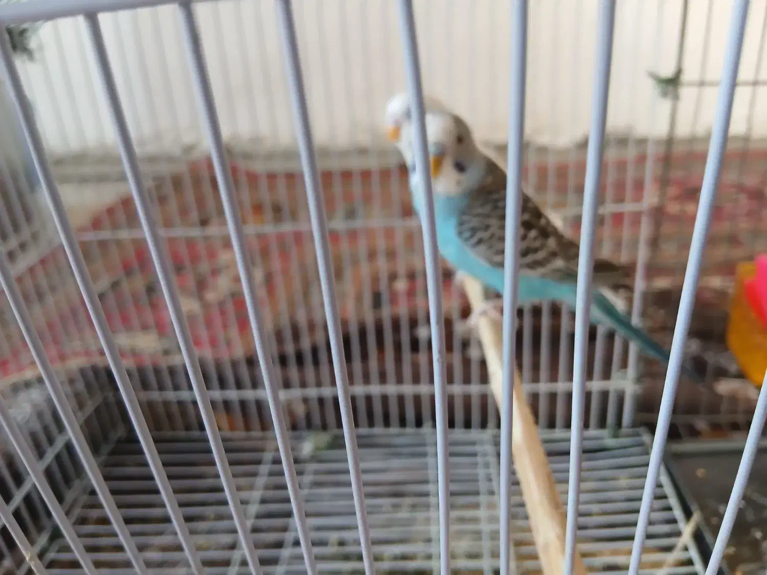 دو عدد مرغ عشق|پرنده|کوهدشت, |دیوار