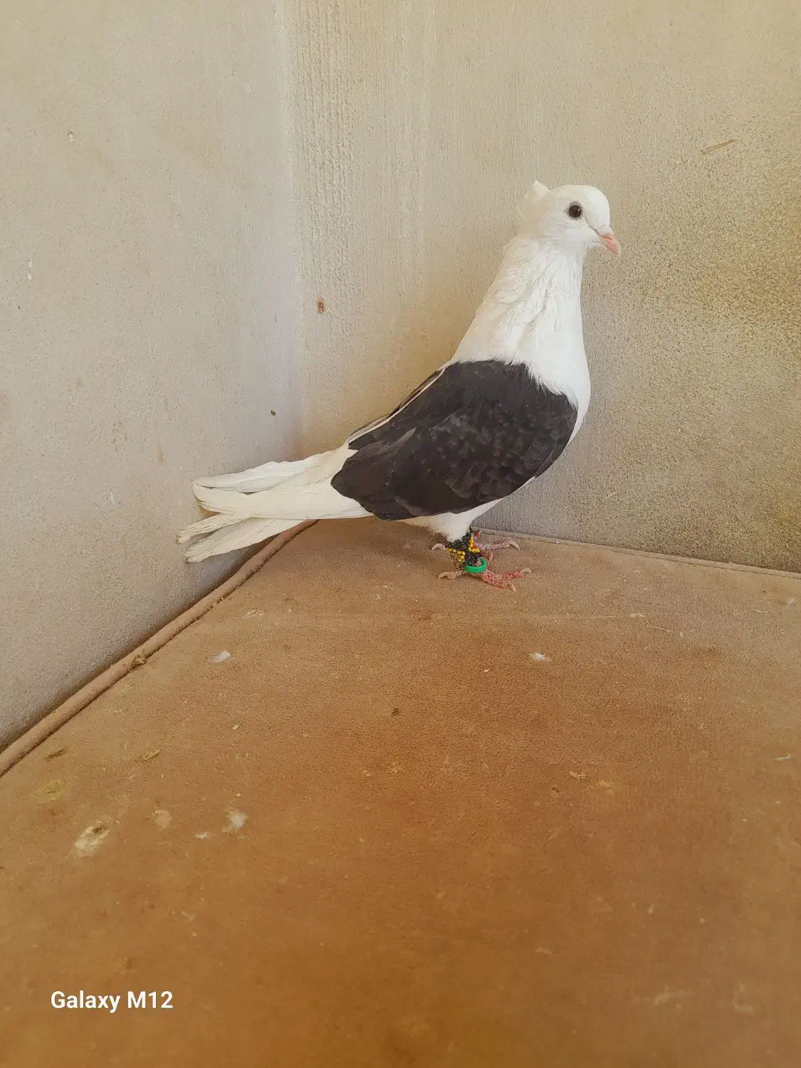 کفتر پشتی ساده کاکلی سار فری سوسکی|پرنده|مشهد, قائم|دیوار