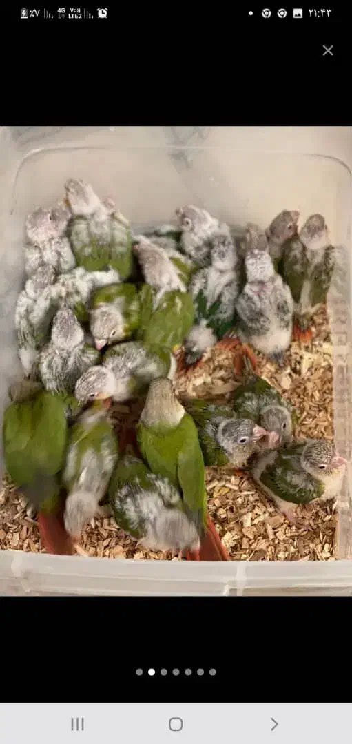 دنیای گیرینچیک.عروسهلندی.شاه طوطی|پرنده|اندیشه, شهرک مریم|دیوار