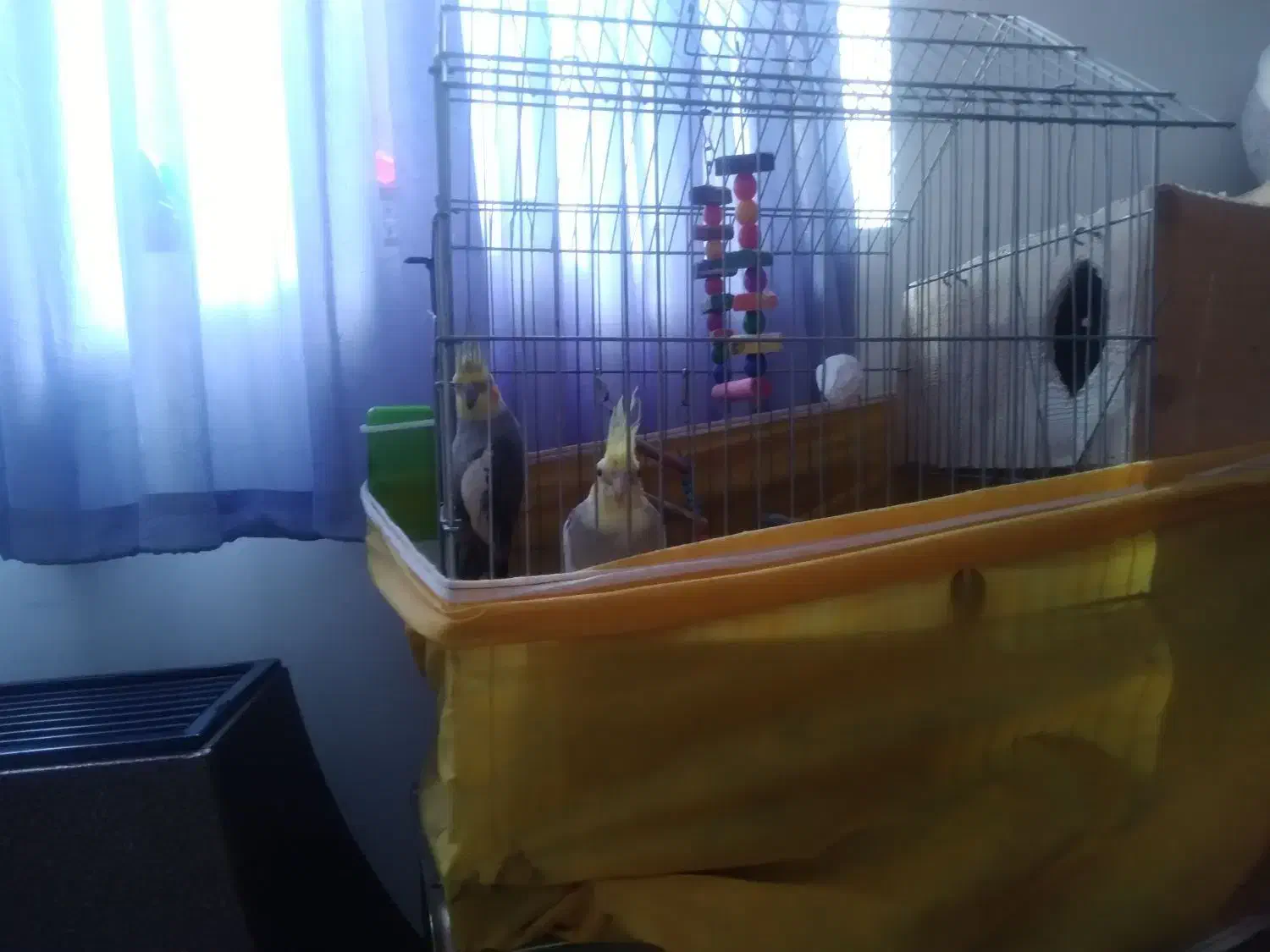 یک جفت عروس هلندی باقفس وتشکیلات|پرنده|قائم‌شهر, |دیوار