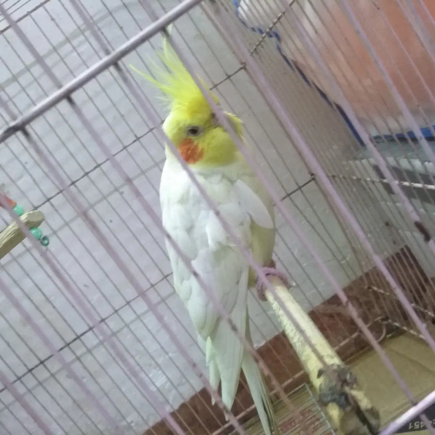 طوطی عروس هلندی نر|پرنده|شوشتر, |دیوار