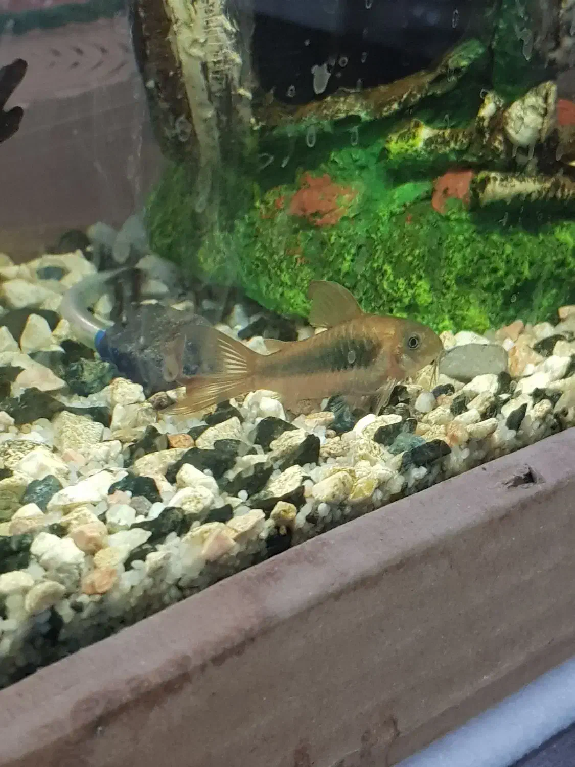 کوریدوراس نژاد دار باله بلند|ماهی|تربتحیدریه, قائم|دیوار