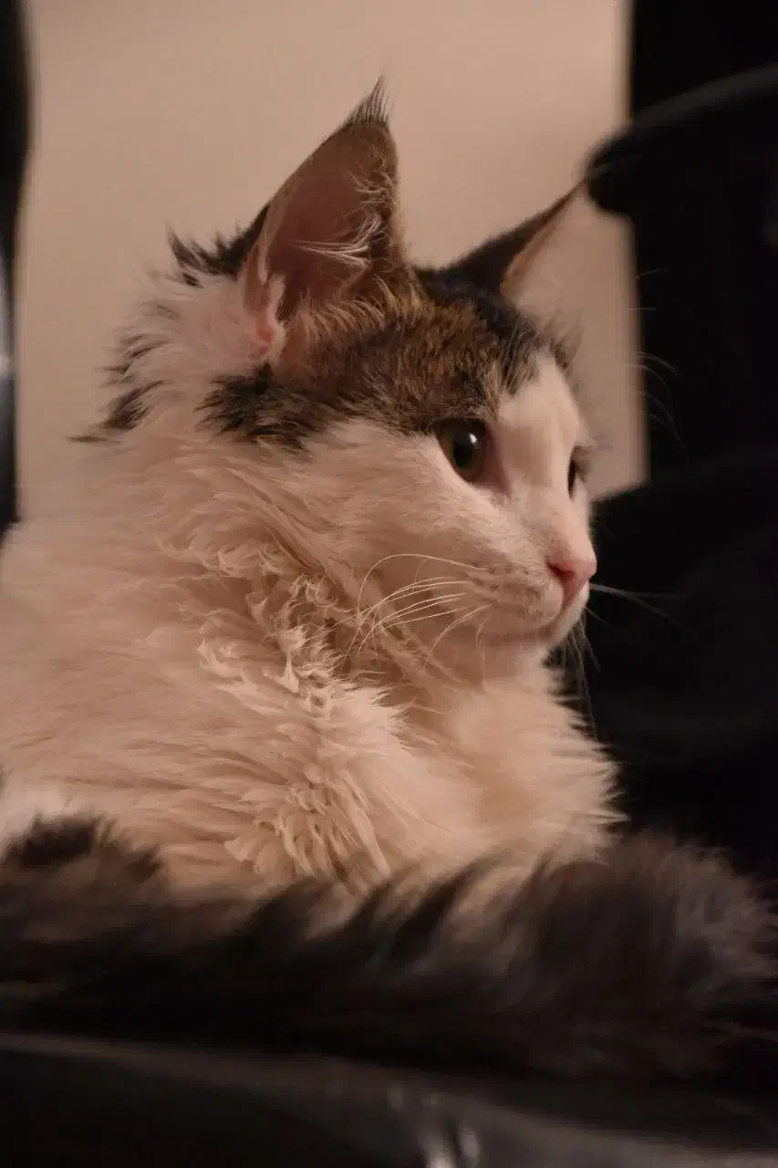 گربه ام گمشده حالم خوب نیست  ب یابنده مژدگانی میدم|حیوانات|نیشابور, شهرک بهداری|دیوار