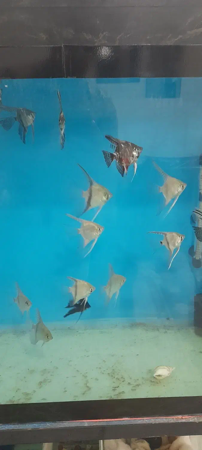 آنجل عمده|ماهی|خرم‌آباد, |دیوار