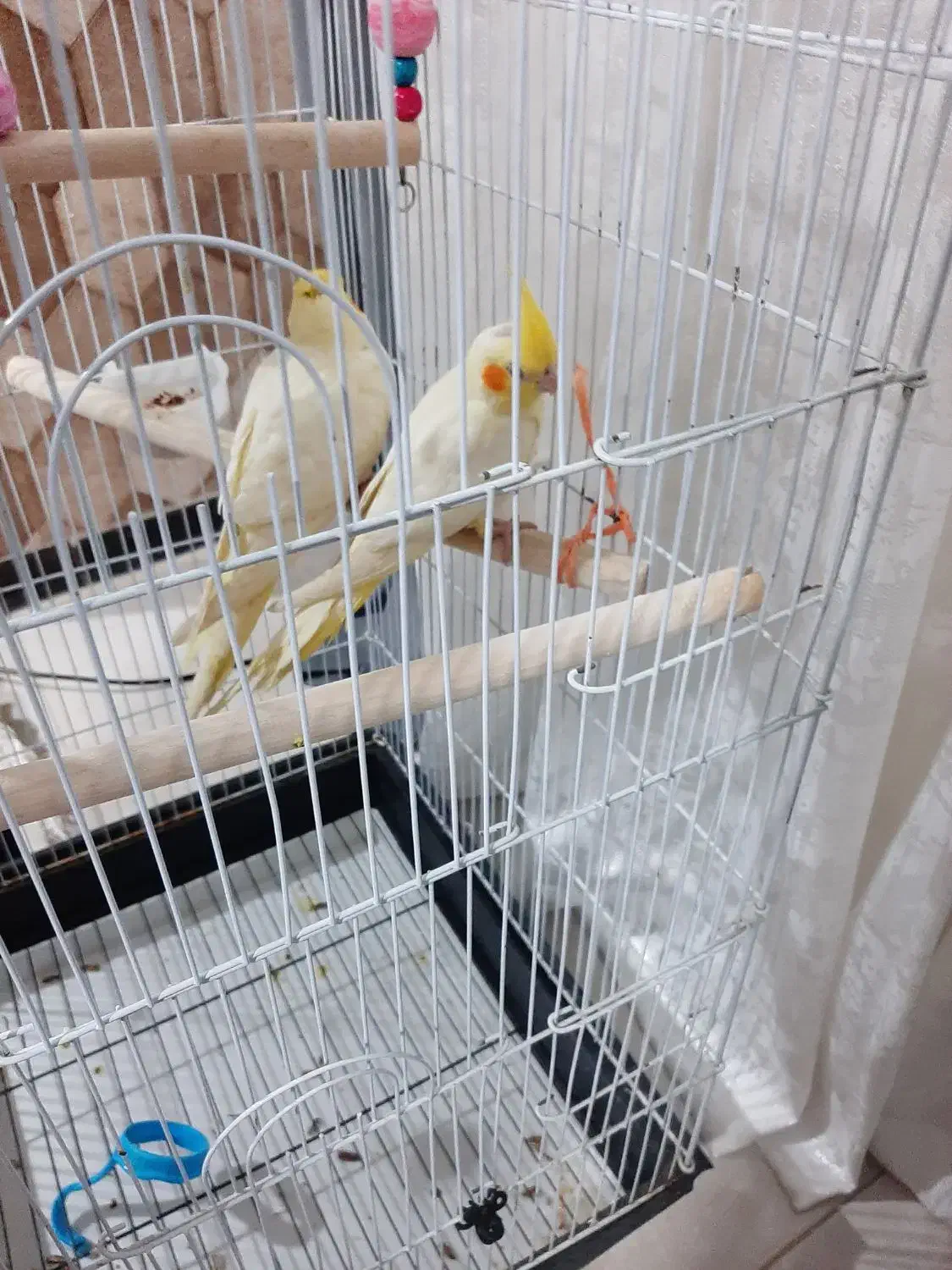 عروس هلندی چهارماهه دستی|پرنده|هشتگرد, شهرک پارسیان|دیوار