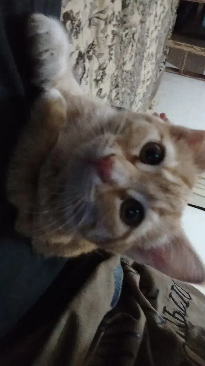 واگذاری رایگان (فوری)|گربه|مهدی شهر, |دیوار