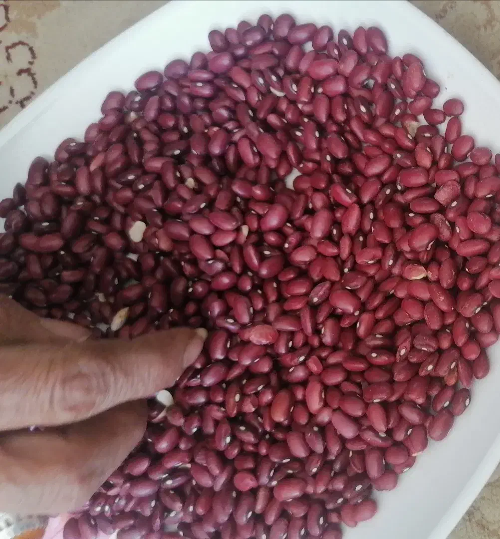 لوبیا چیتی و قرمز|خوردنی و آشامیدنی|تهران, قصر فیروزه ۱|دیوار