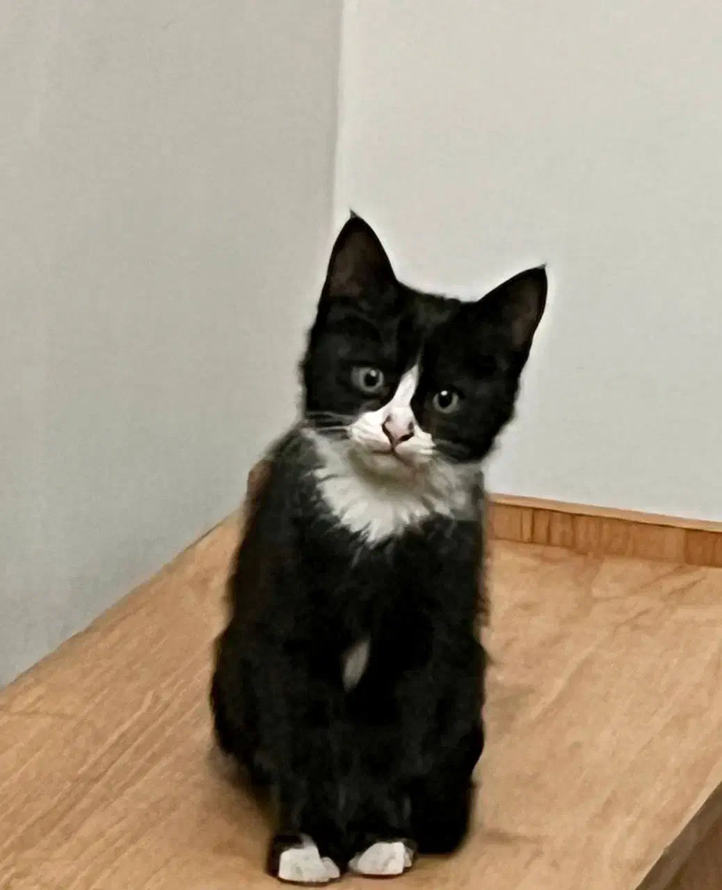 واگذاری بچه‌گربه‌ رایگان|گربه|مشهد, زیبا شهر|دیوار