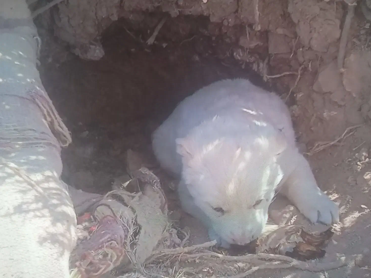 فروشی|سگ|شهرضا, |دیوار