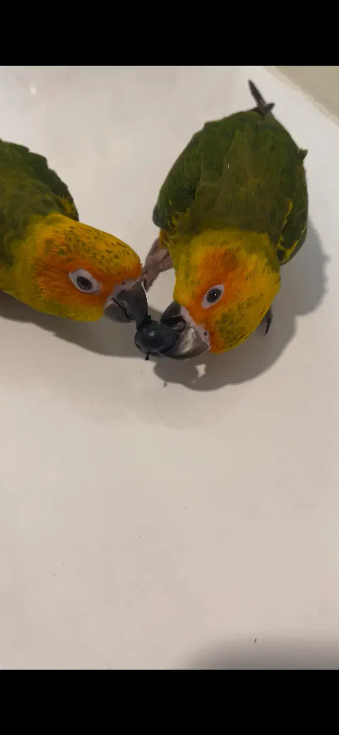 طوطی خورشیدی سان کانور ۶ ماهه پشت زرد|پرنده|اهواز, زیتون کارمندی|دیوار