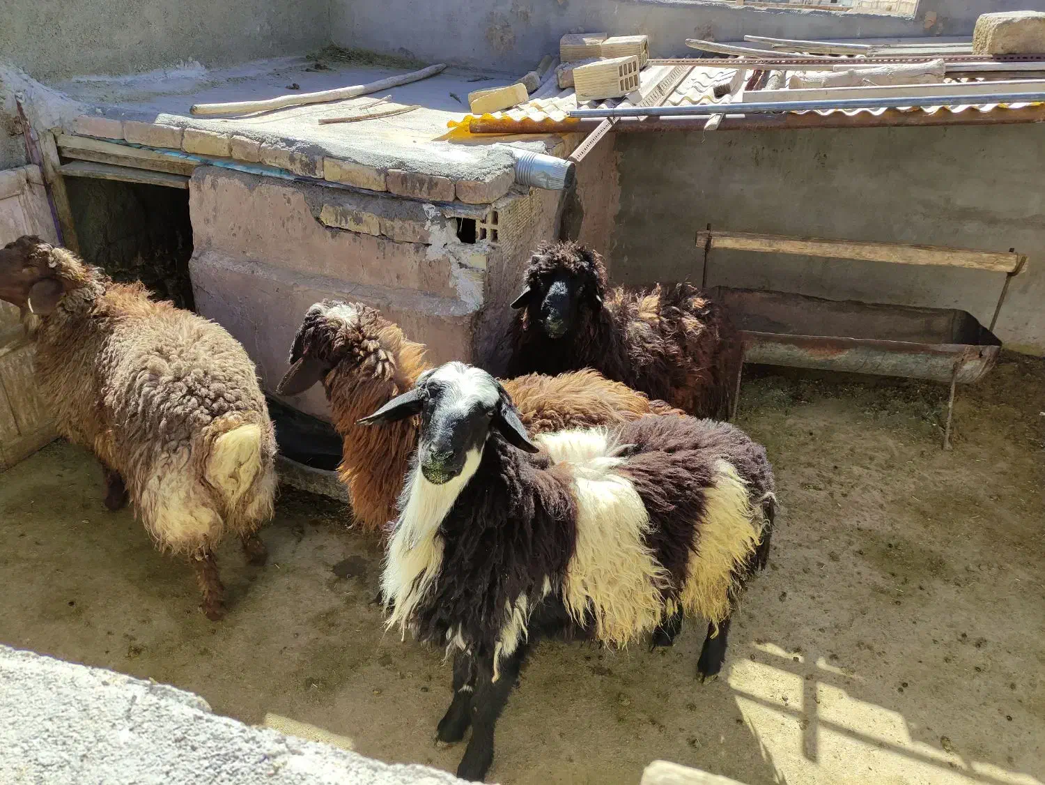 فروش بره|حیوانات مزرعه|مبارکه, |دیوار