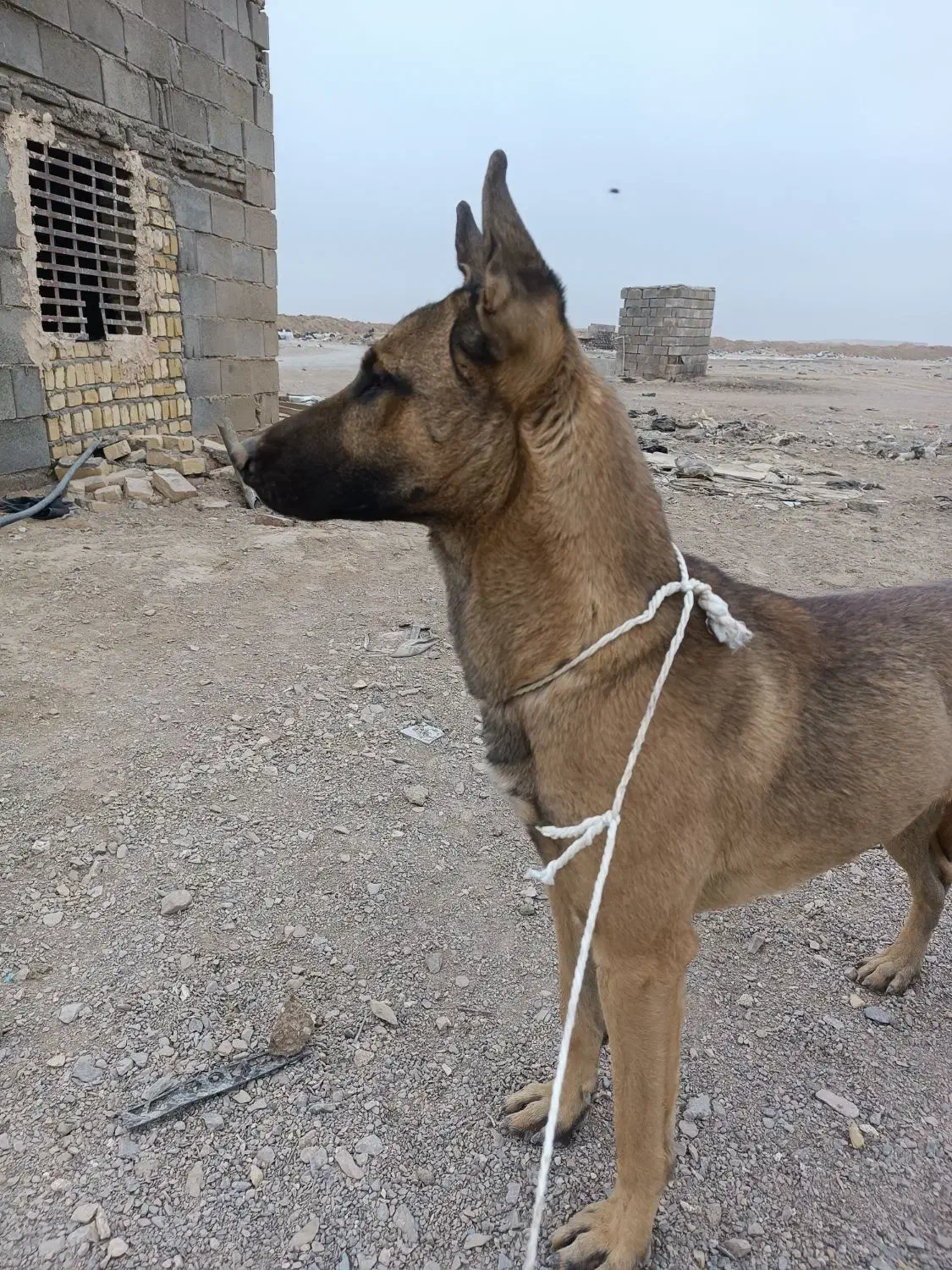 سگ نر باهوش 6 ماهه|سگ|اردکان, |دیوار